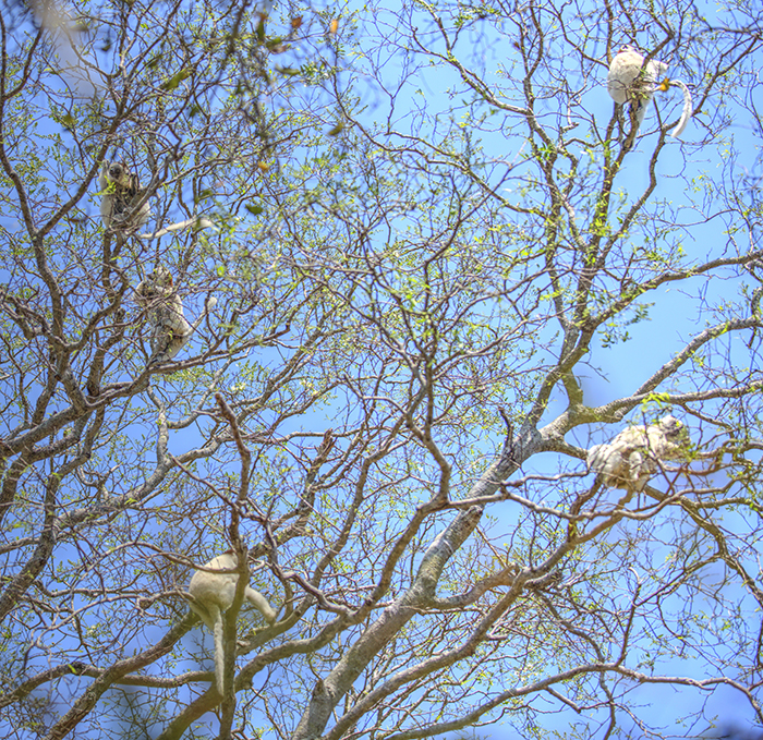 Verreaux sifakas in trees